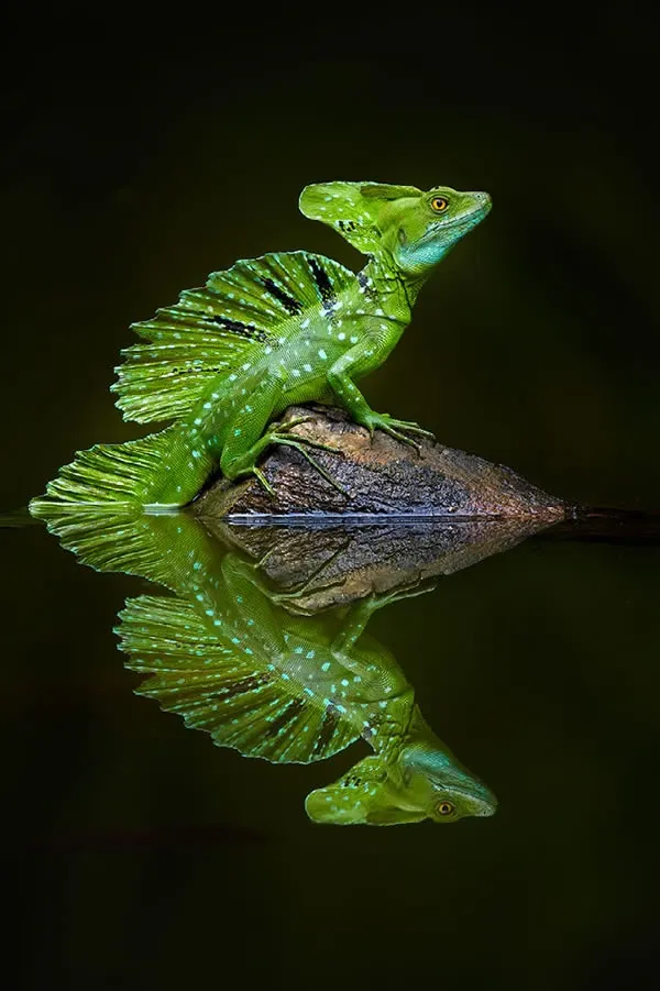 thằn lằn Green Basilisk phản chiếu bóng
